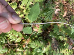 Lonicera periclymenum