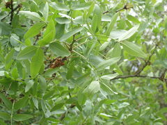 Pistacia atlantica mutica