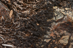 Marsupella sphacelata