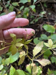 Sanicula canadensis
