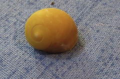 Littorina