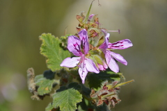 Pelargonium panduriforme