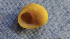 Littorina