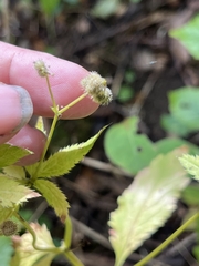Sanicula canadensis