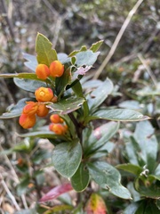 Berberis ilicifolia