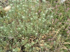 Teucrium polium