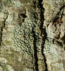 Pertusaria leioplaca