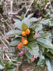 Berberis ilicifolia