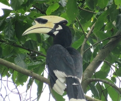 Anthracoceros albirostris