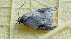 Acleris comariana