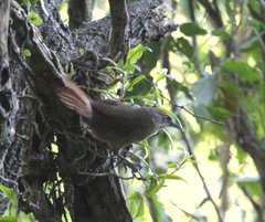 Phacellodomus striaticollis