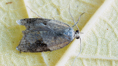 Acleris comariana