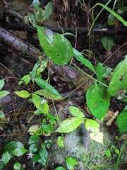 Veronicastrum axillare