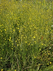 Croptilon divaricatum