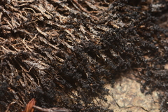 Marsupella sphacelata