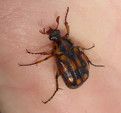 Stripsipher orientalis