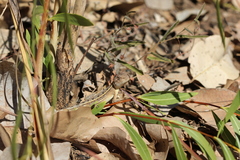 Diporiphora bilineata