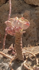 Echeveria gibbiflora