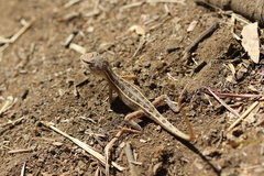 Diporiphora bilineata