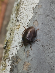 Antiteuchus