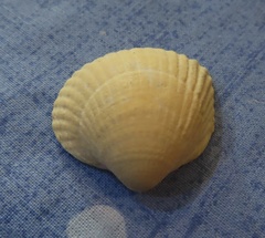 Cerastoderma edule