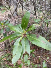 Embothrium coccineum