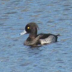 Aythya fuligula