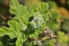 Pelargonium panduriforme