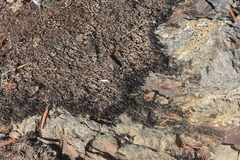 Marsupella sphacelata