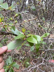 Embothrium coccineum