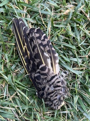 Colaptes auratus luteus