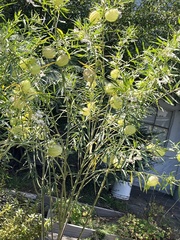 Gomphocarpus physocarpus