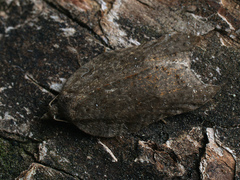 Acleris emargana