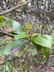 Embothrium coccineum