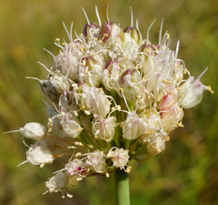 Allium suaveolens