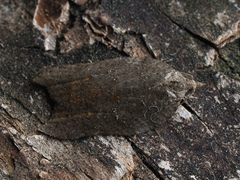 Acleris emargana
