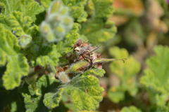 Pelargonium panduriforme