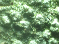 Pertusaria leioplaca