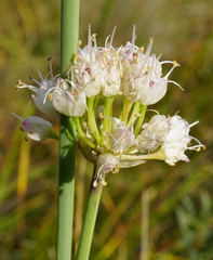 Allium suaveolens