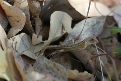 Diporiphora bilineata