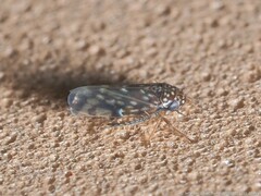 Xestocephalus superbus