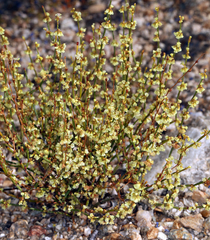 Eriogonum nidularium