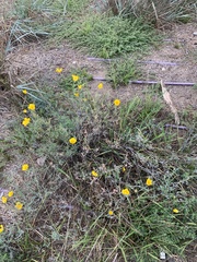 Eschscholzia californica