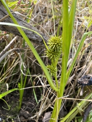 Sparganium americanum