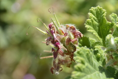 Pelargonium panduriforme