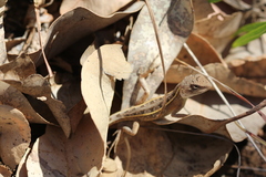 Diporiphora bilineata