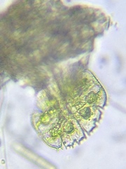 Micrasterias truncata