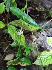 Veronicastrum axillare