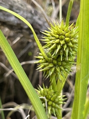 Sparganium americanum