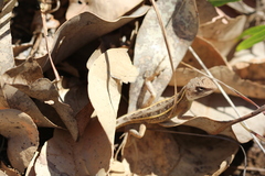 Diporiphora bilineata